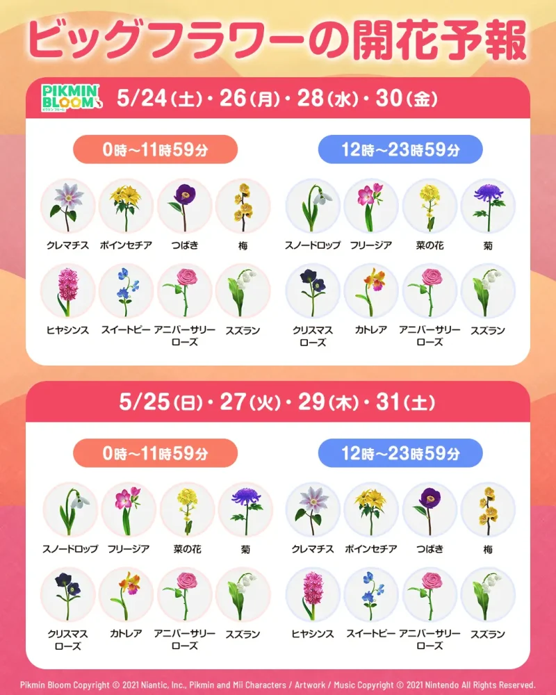 3.5周年記念コミュニティ・ウィーク ビッグフラワーの開花予報