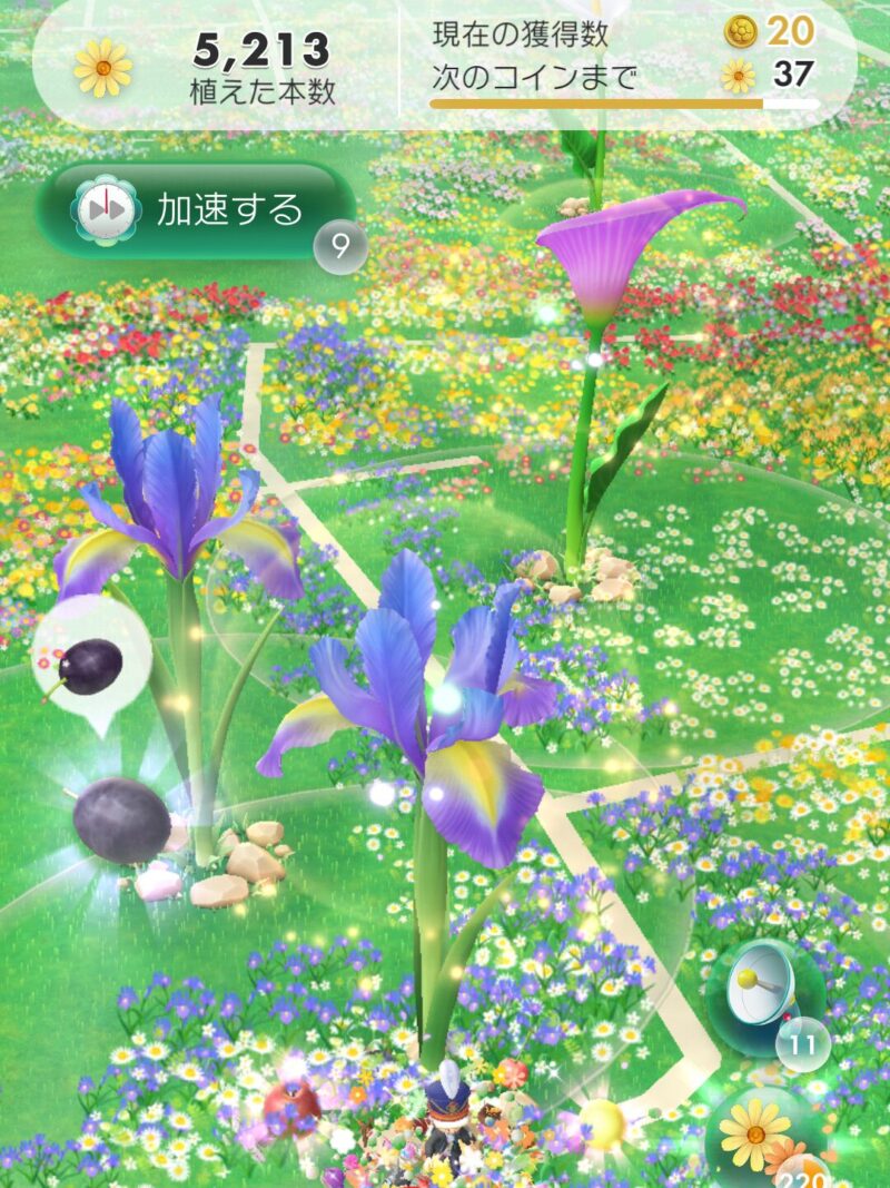 いろんなビッグフラワー