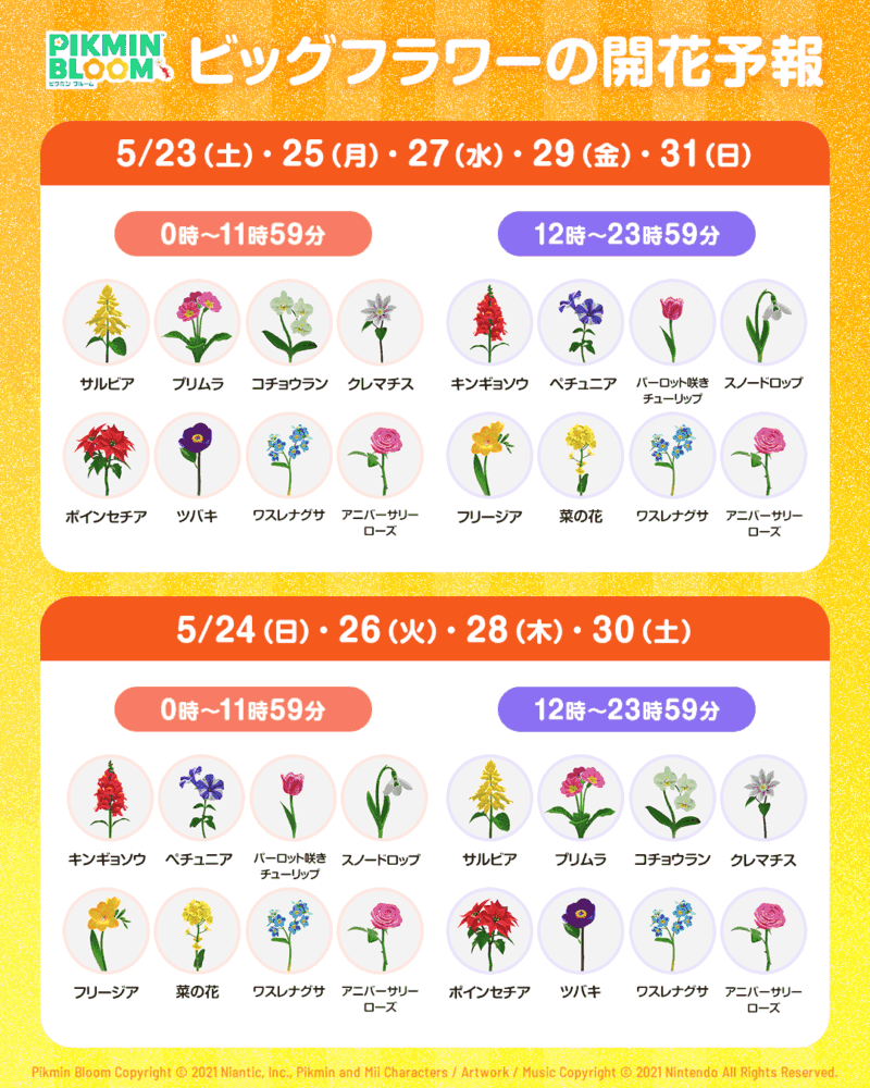 4.5周年コミュニティ・ウィークのビッグフラワー開花予報